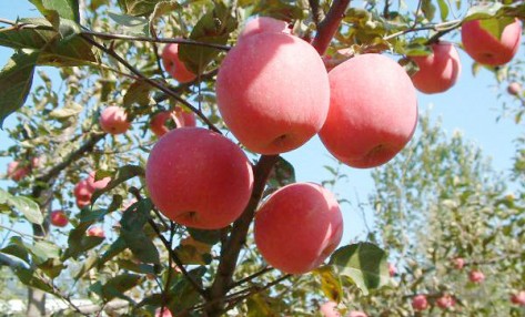 如何选果树水溶肥?