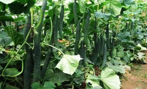 黄瓜开花期用什么肥料好?