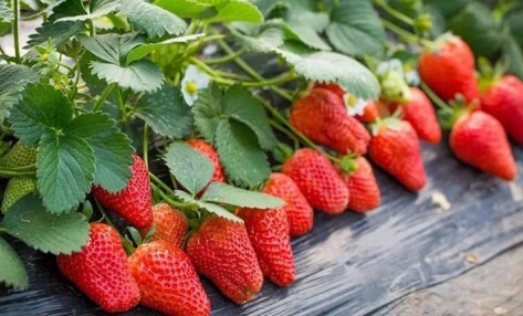 草莓过酸甜度不够怎么办?